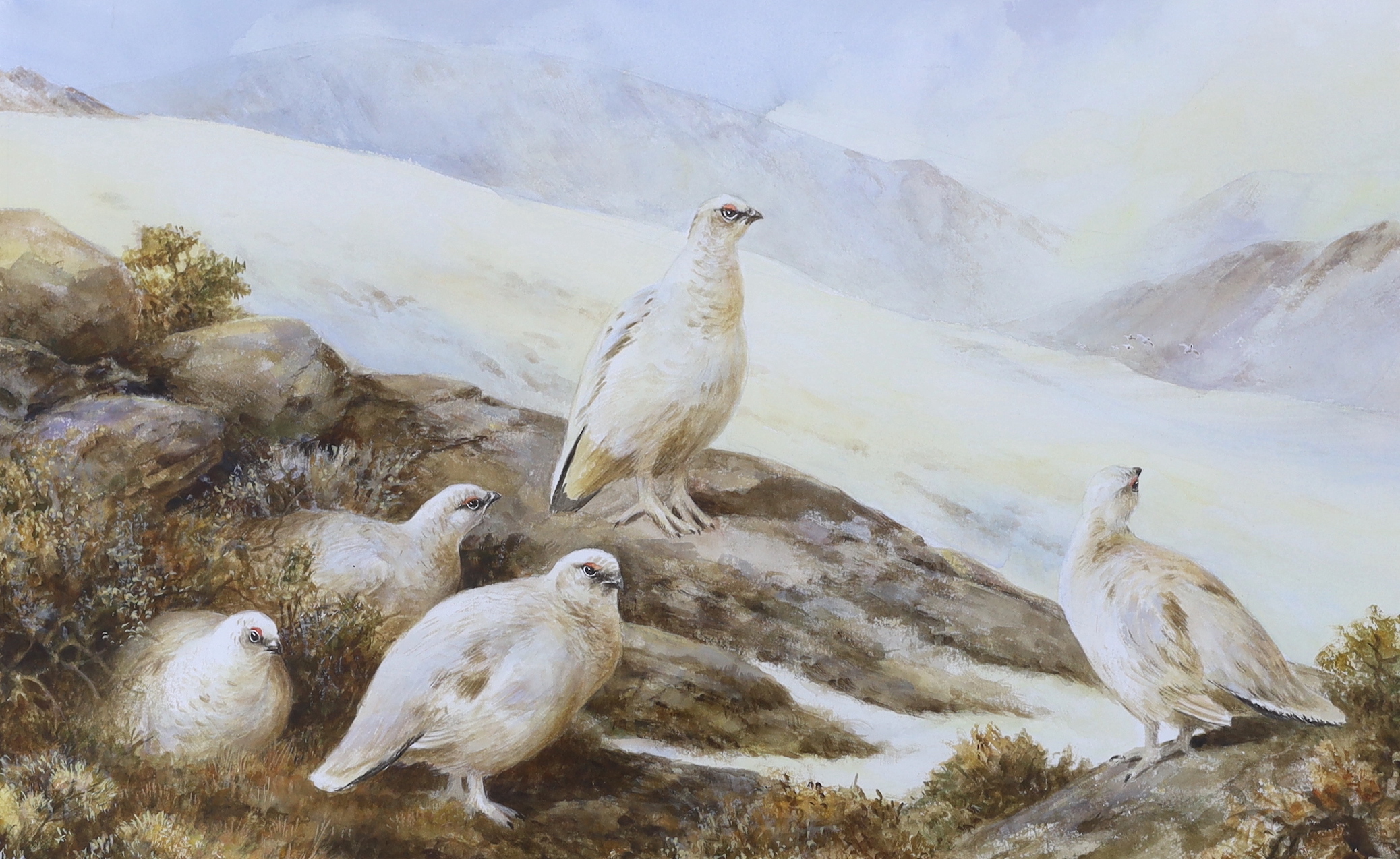 Neil Cox (b. 1955), watercolour, Ptarmigan, signed, 32 x 52cm